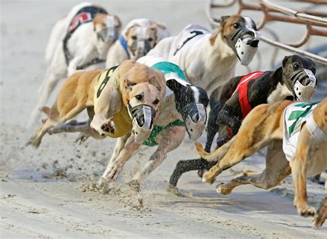 Greyhound Racing Dogs Greyhound Racing Gem Greyhounds Available Dogs Racing Post Greyhound Racing Dogs Greyhound Racing Gem Greyhounds Available Dogs Racing Post