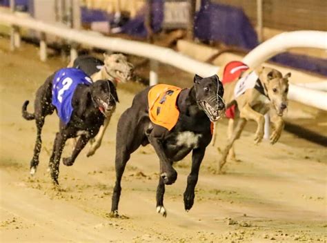 Greyhound Racing Is Back On Track Greyhound Board Of Great Britain Greyhound Racing Is Back On Track Greyhound Board Of Great Britain