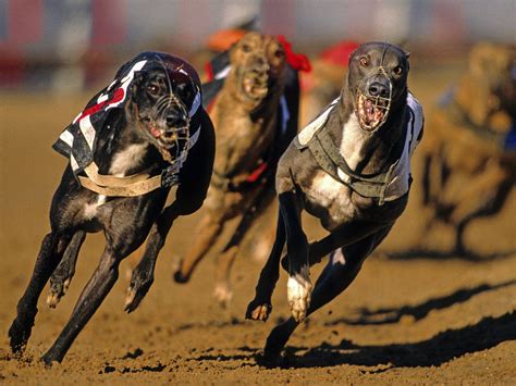 Greyhound Racing It Needs To End Now Peta Kids Greyhound Racing It Needs To End Now Peta Kids