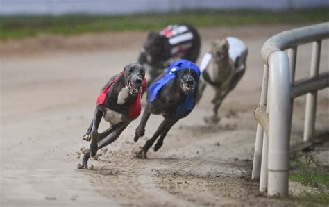 Greyhound Racing Meetings Amp Greyhound Results Paddy Power