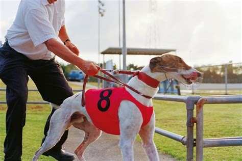 Greyhound Racing New Zealand Geographic