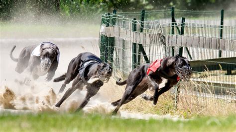 Greyhound Regulator Tries To Keep Scrutiny Of Abuse To A Minimum Greyhound Regulator Tries To Keep Scrutiny Of Abuse To A Minimum