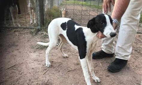 Greyhound Sales Igb Sales Racing Greyhounds Irish Greyhound Puppies Igb Greyhound Sales