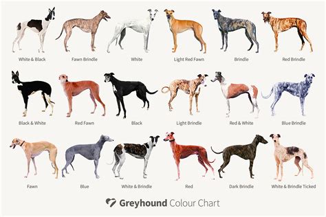 Greyhound Type The Archtypical Sighthound