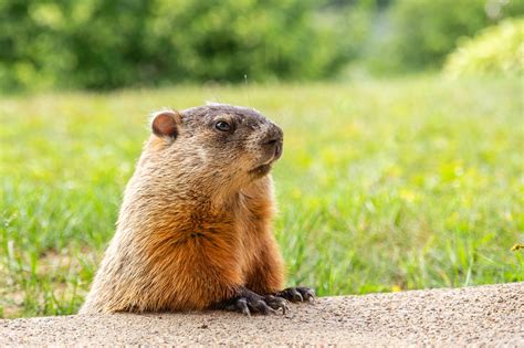 Groundhogs A Simple Guide For Homeowners Anderson Wildlife Control