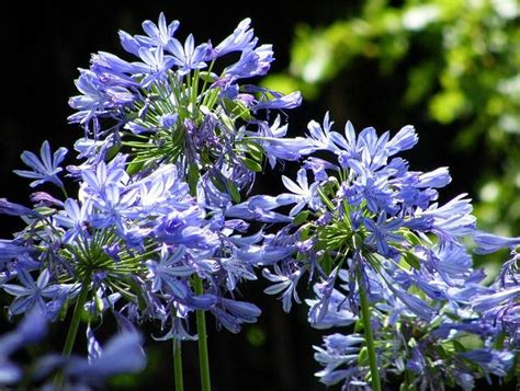 Growing Agapanthus A Guide To Beautiful Blue Blossoms Lovetoknow