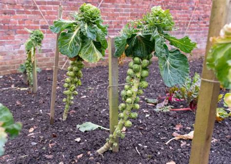 5 Tips Grow Brussels Sprouts