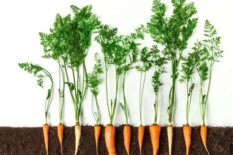 Growing Carrots: Tips for a Bountiful Harvest