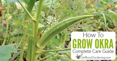 Growing Okra The Complete How To Guide Get Busy Gardening