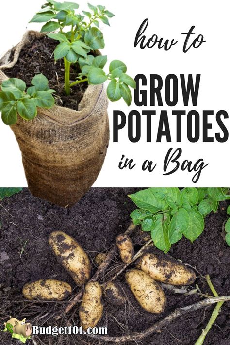 Growing Potatoes In Bags Budget101 Gardening Tips Tips N Tricks