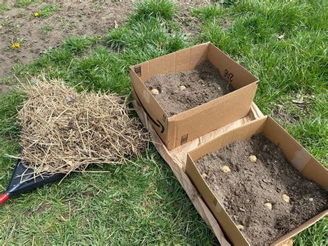 Growing Potatoes In Cardboard Boxes