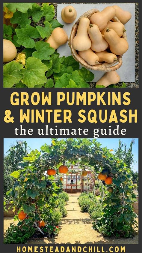 Growing Winter Squash And Pumpkins The Ultimate Guide Homestead And Chill