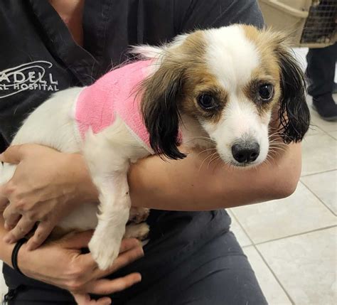 Hackensack Dog Stella Adoption Success Story