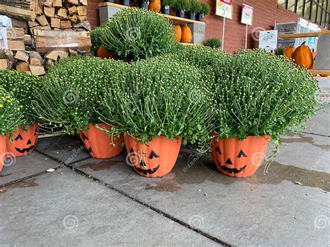 Halloween Outdoor Flowers At A Schnucks Grocery Store In Springfield Halloween Outdoor Flowers At A Schnucks Grocery Store In Springfield