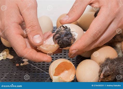 Hands Close Up Farmer Helping Hatch Chick From Hatching Egg In Hatchery