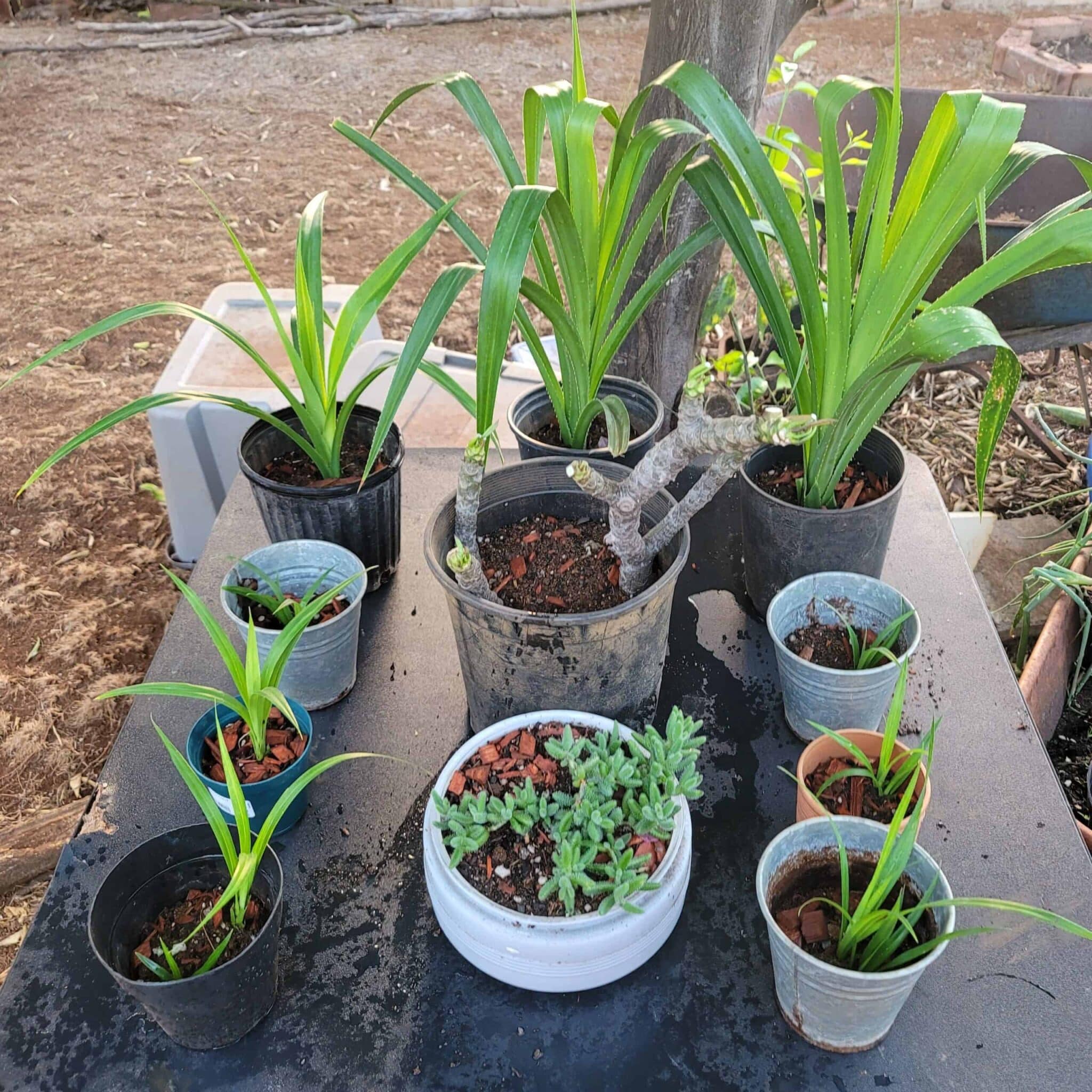 5 Tips Hardening Plants