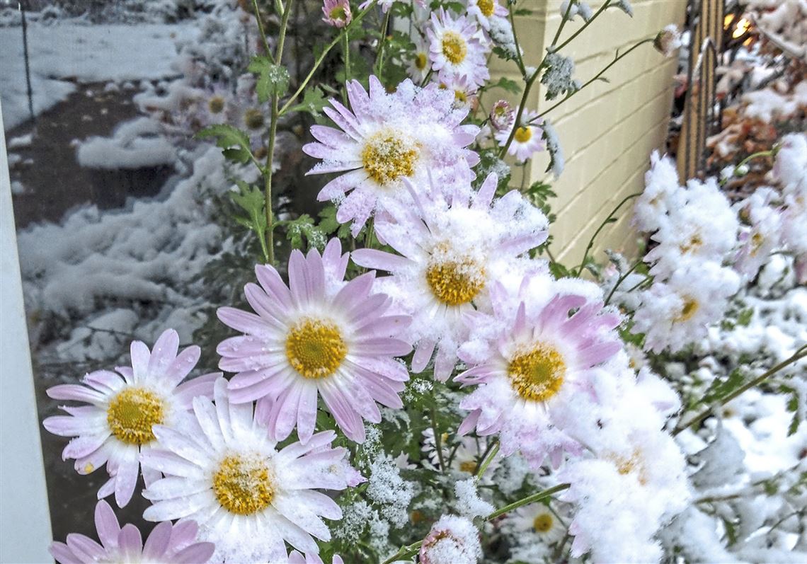 Hardy Mums Bring Perennial Color In The Fall Pittsburghpg Snow Doesn T