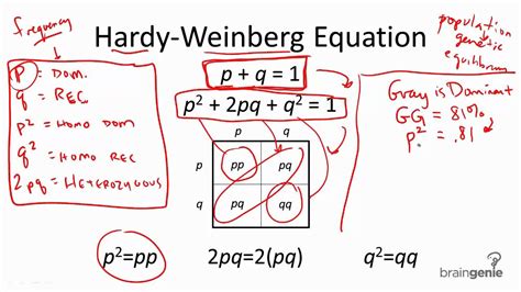 Hardy Weinberg Equations Simplified