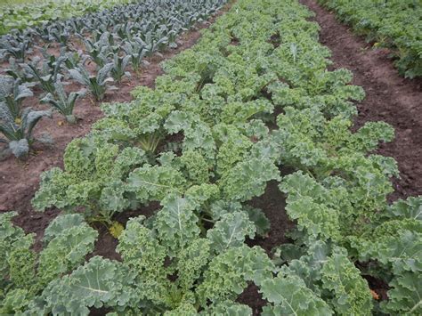 Harmony Valley Farm Vegetable Feature Green Curly Kale