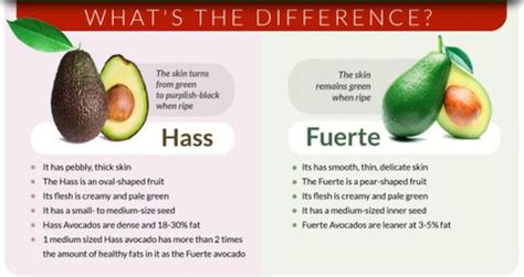 Hass Vs Fuerte Avocados California Avocados Direct