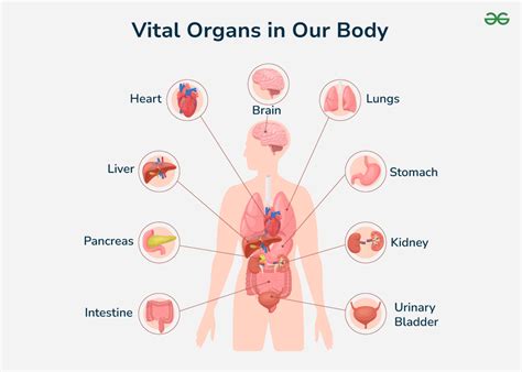 Have A Conversation With Your Body And Its Vital Organs Have A Conversation With Your Body And Its Vital Organs