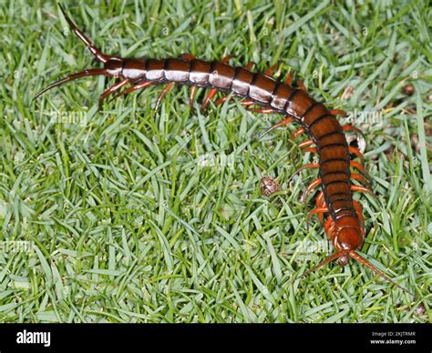 Hawaiian Centipede: Fascinating Facts and Habitat Insights