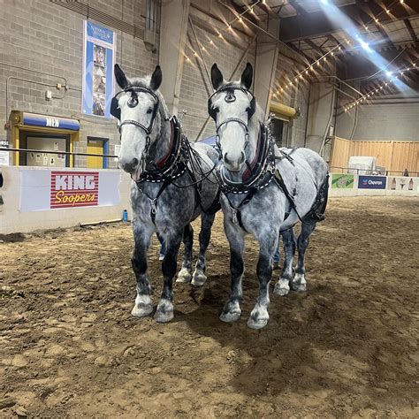 He S A Horse To Contend With Over The Coming Months Shafdar Lands Feature Race On Second Start For Ian Williams Racing Post