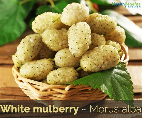 Health Benefits Of White Mulberry
