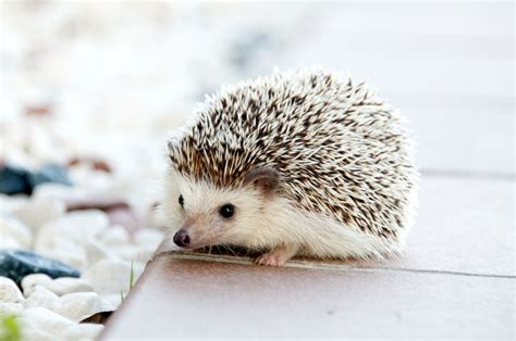 Hedgehog in Spanish Erizo