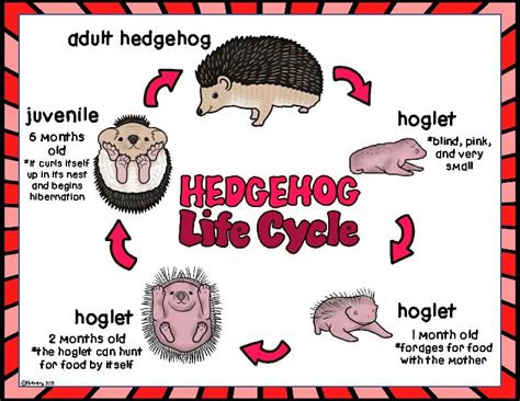 Hedgehog Life Cycle Wheel With Labeling Printables By Mrsmabalay