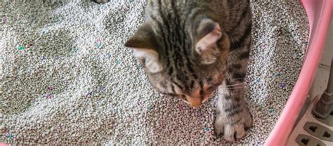 Helpful Ways You Can Help Your Cat With Diarrhoea Maxi Zoo