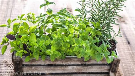 10 Best Herbs to Grow for a Delicious and Fresh Herb Garden