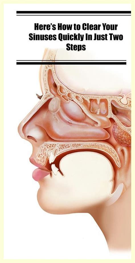 Here S How To Clear Your Sinuses Quickly In Just Two Steps Here S How To Clear Your Sinuses Quickly In Just Two Steps