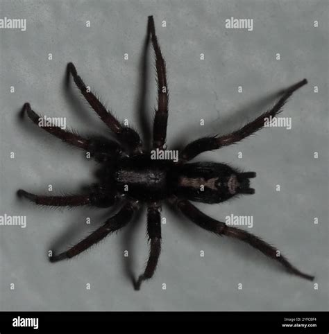 Herpyllus Ecclesiasticus Eastern Parson Spider In Stanfield North Herpyllus Ecclesiasticus Eastern Parson Spider In Stanfield North