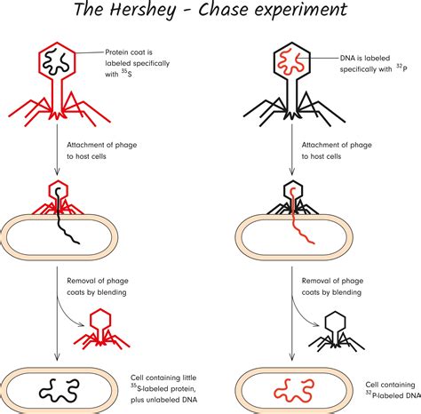 5 Ways Hershey Chase Experiment
