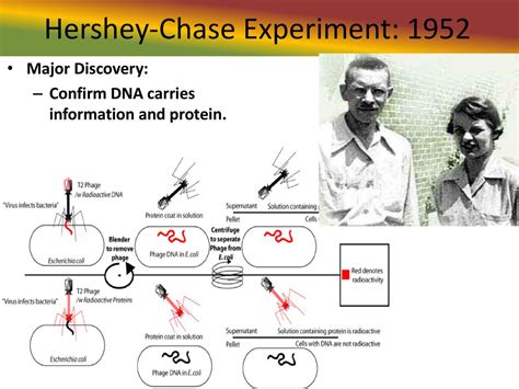 Hershey Chase Experiment Explained