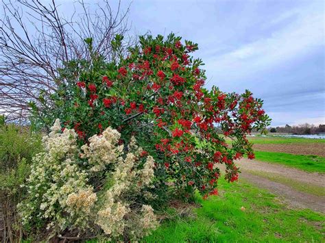 Heteromeles Arbutifolia Toyon: Nature's Hidden Gem