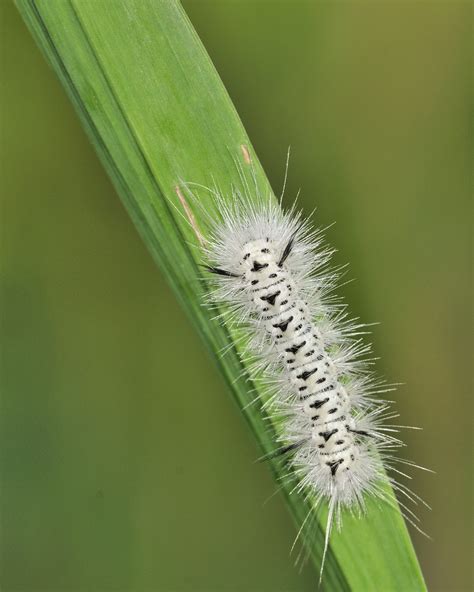 Hickory Tussock Caterpillar Facts