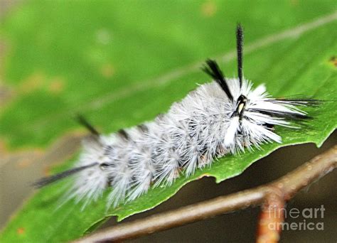 5 Ways Identify Hickory Tussock