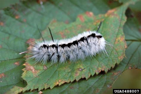 Hickory Tussock Moth Lophocampa Caryae Harris 1841
