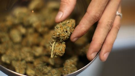 Highly Potent Weed What We Know About The Health Effects Shots Health News Npr