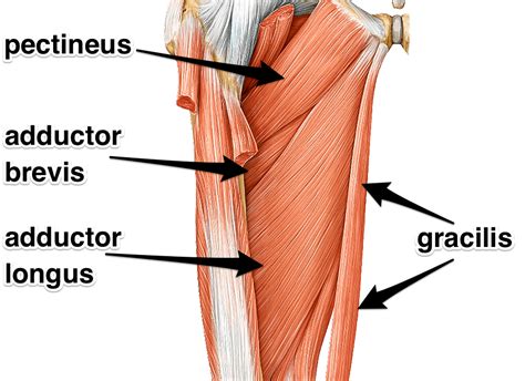 Hip Abductors And Adductors Muscles At Arthur Popp Blog