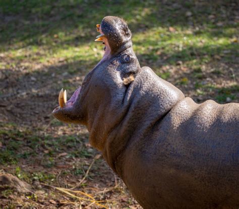 5 Ways Hippopotamus