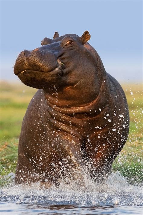 Hippopotamus In Water