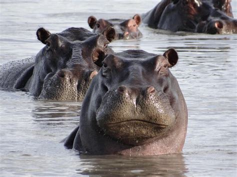 Hippopotamus Species Wwf
