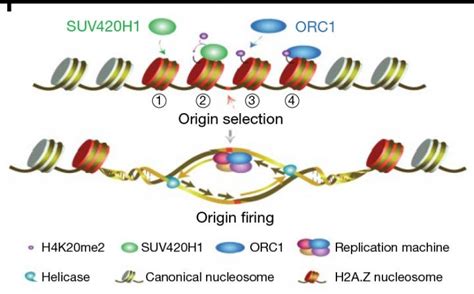 Histones And Their Role In Activating Dna Replication Origins Biocompare The Buyer S Guide For Life Scientists Histones And Their Role In Activating Dna Replication Origins Biocompare The Buyer S Guide For Life Scientists