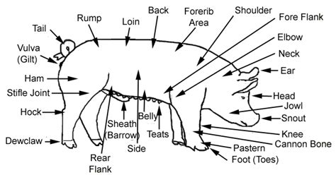 Hog Body Parts