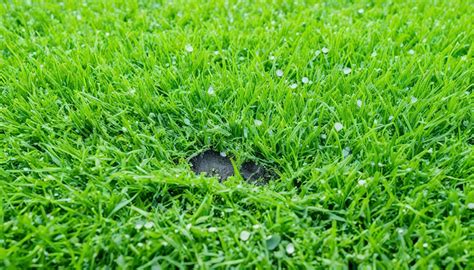 How to Identify and Fix Holes in Lawn for a Healthy Yard