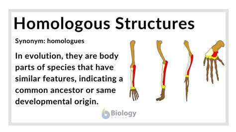 5 Homologous Structures