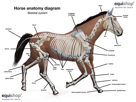 Horse Anatomy Diagrams Of Horse Body Parts Equishop Equestrian Shop Horse Anatomy Diagrams Of Horse Body Parts Equishop Equestrian Shop